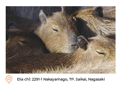 Địa chỉ: 2291-1 Nakayamago, TP. Saikai, Nagasaki